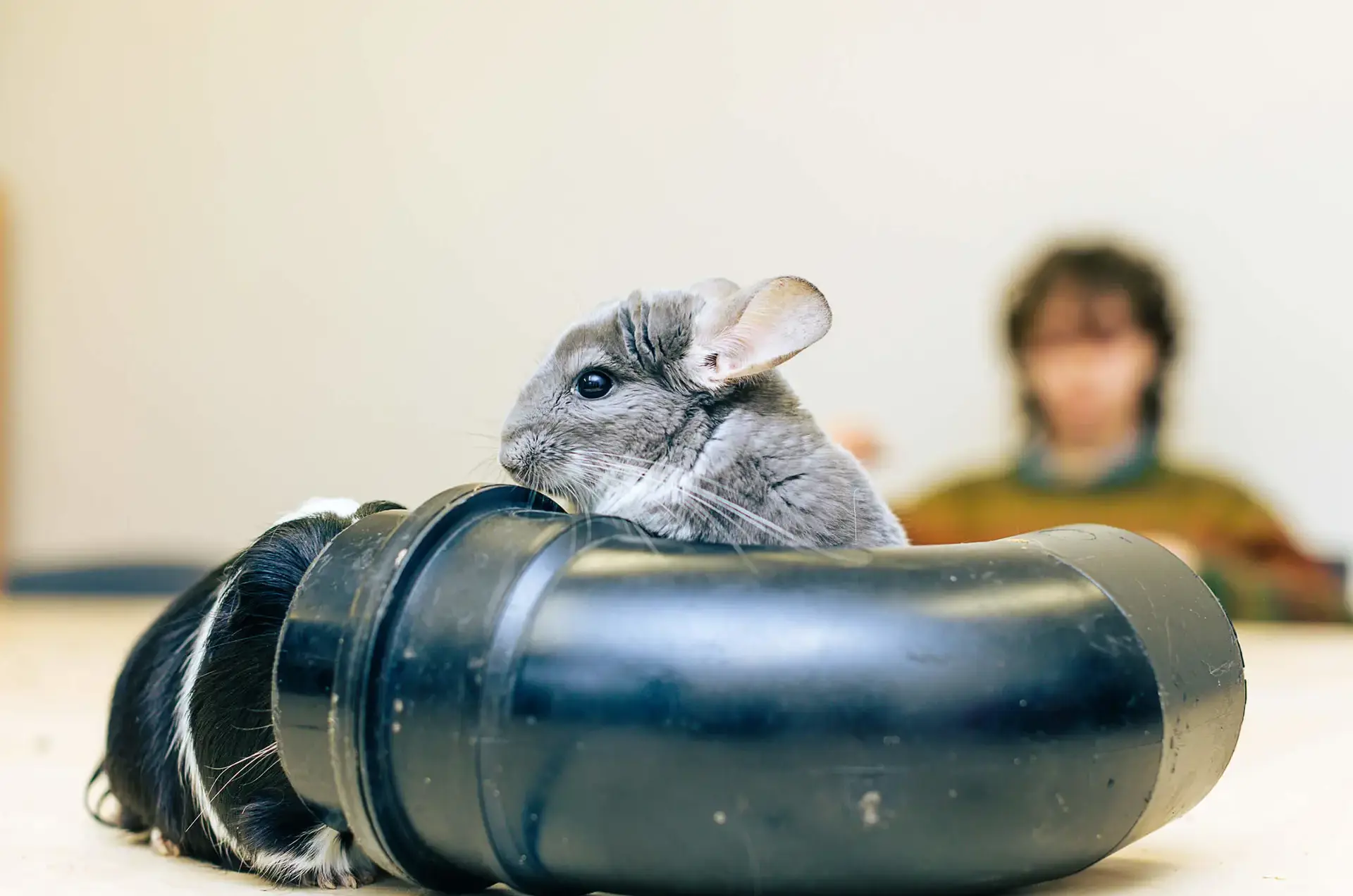A chinchilla